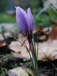 http://upload.wikimedia.org/wikipedia/commons/thumb/9/96/Saffran_crocus_sativus_moist.jpg/220px-Saffran_crocus_sativus_moist.jpg