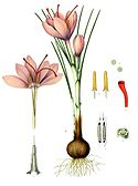 Crocus sativus, from Kohler's Medicinal Plants (1887)